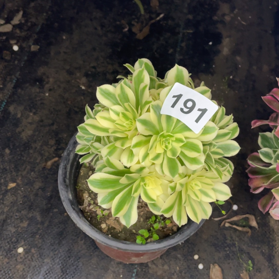 191号迈巴赫手捧花