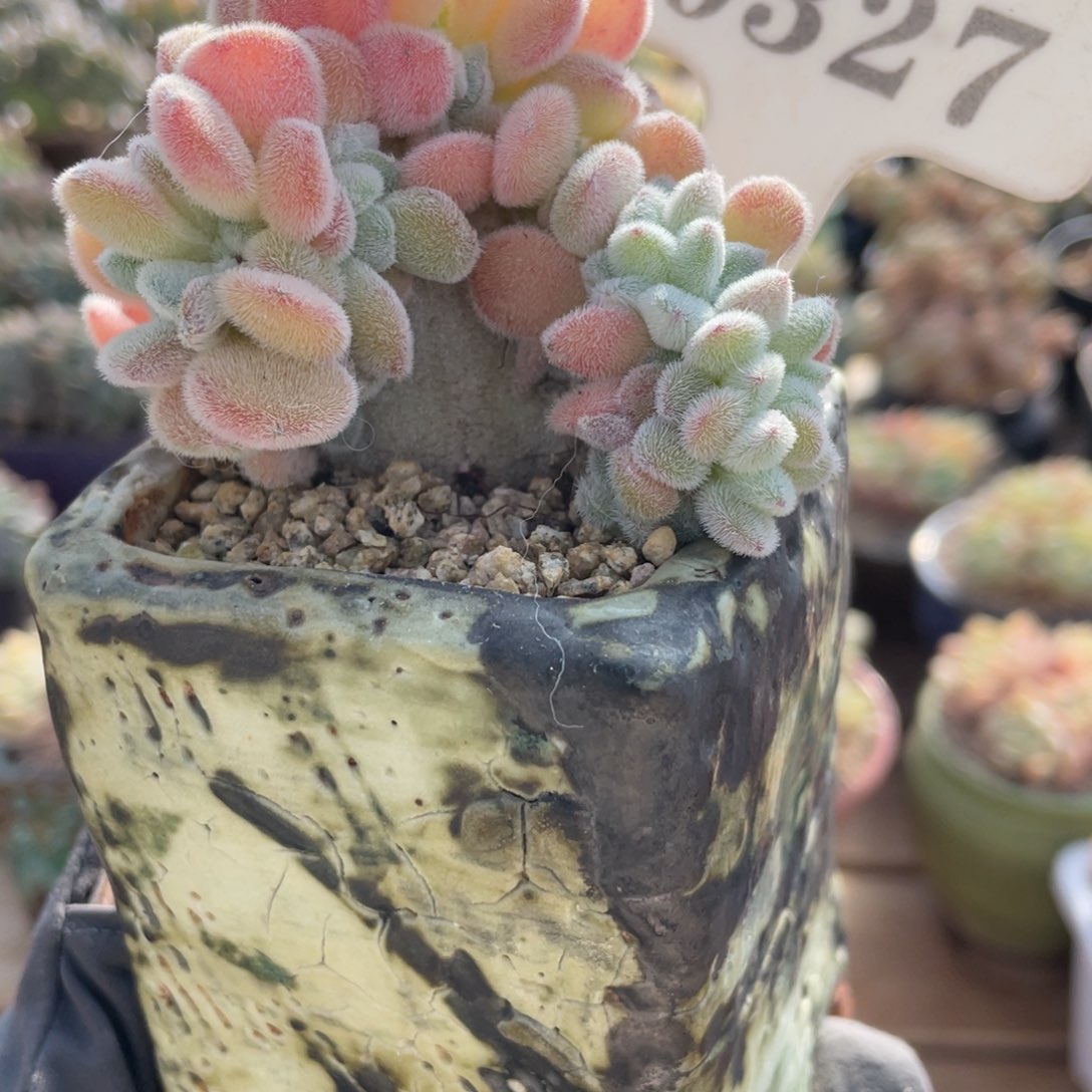 0327 雪绒兔 7.5厘米 不带盆