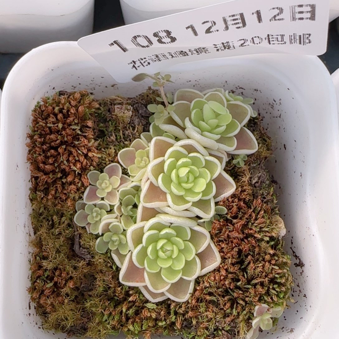 蹦***蹦花语多肉1212-108爱丽丝