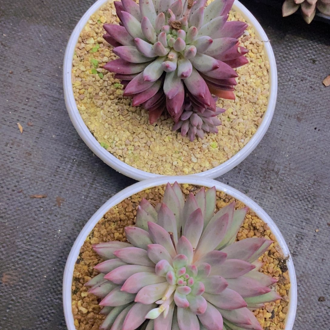 多肉植物多肉植物