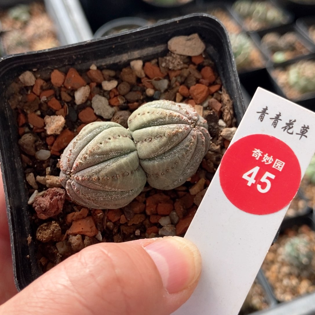 自根双头欧系布纹球