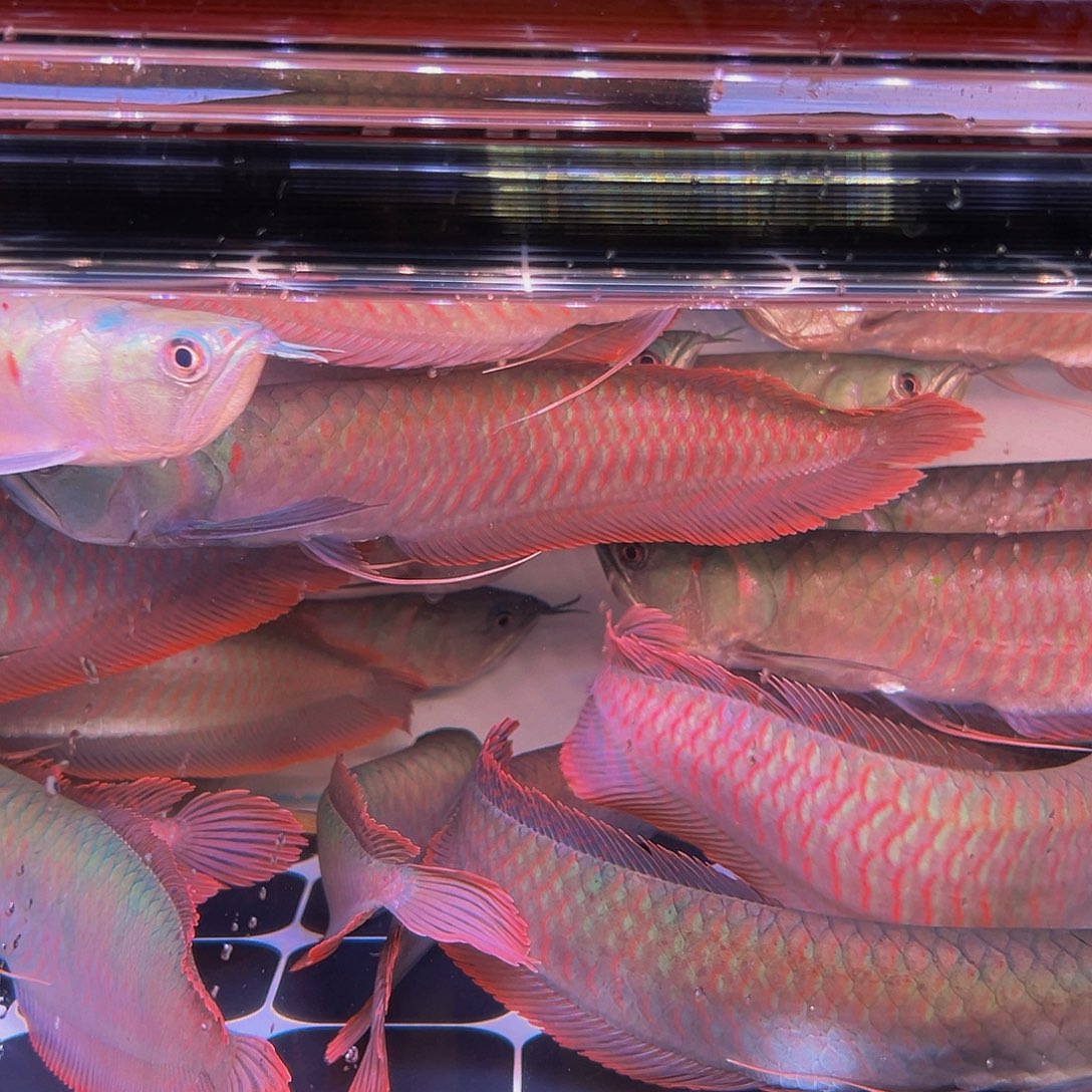 龙鱼W*J马来西亚七彩银龙