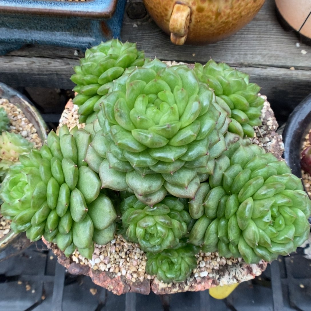 一代灯泡珍妮群生可拍。 