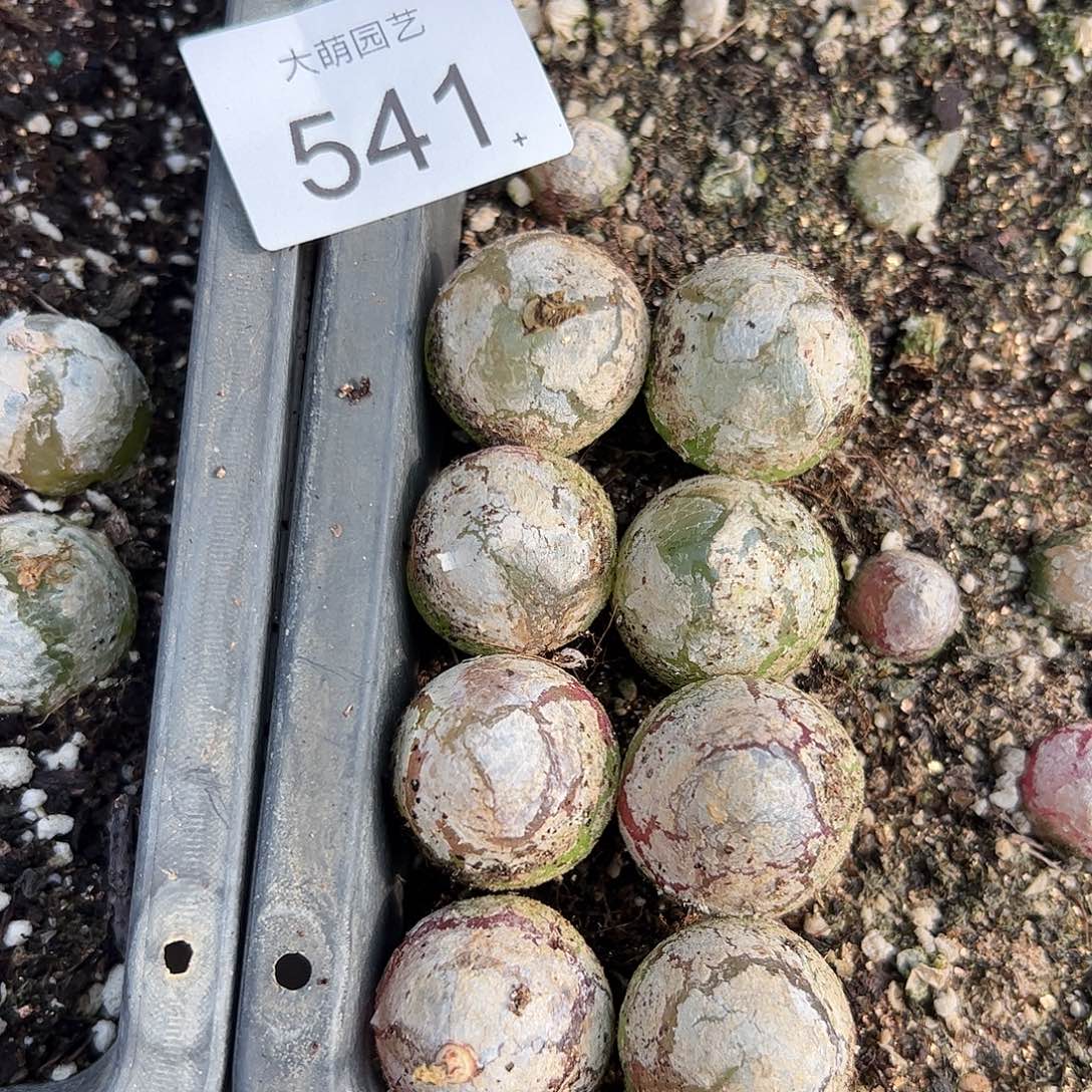 量拍以下2颗大灯泡。    541