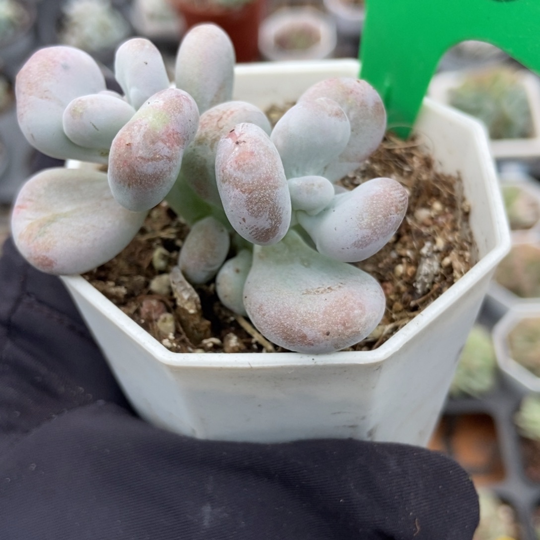 936油煎奶酪多肉植物