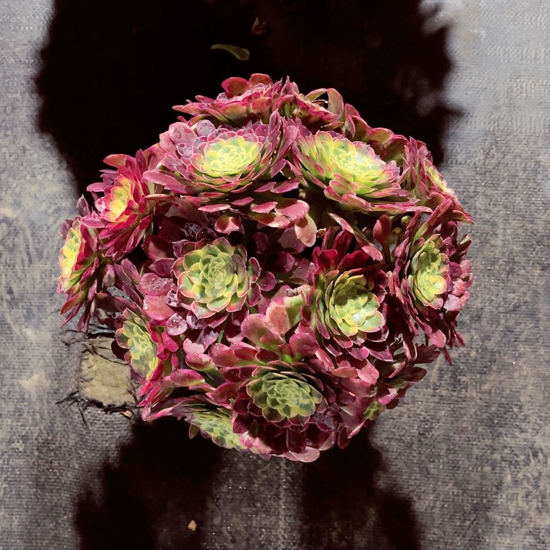 朝霞锦法师多肉植物