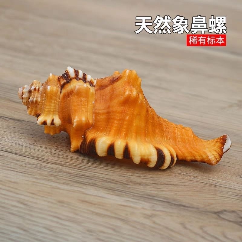 象鼻螺 天然海螺贝壳 稀缺螺贝 精美礼物海洋标本儿童玩具鱼缸装