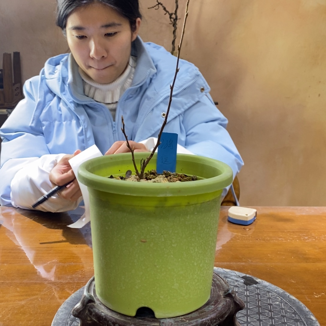 鸿运老鸦柿原生老鸦柿