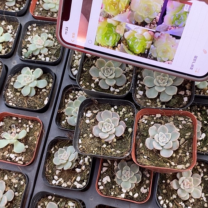 上盆相柳2颗多肉量