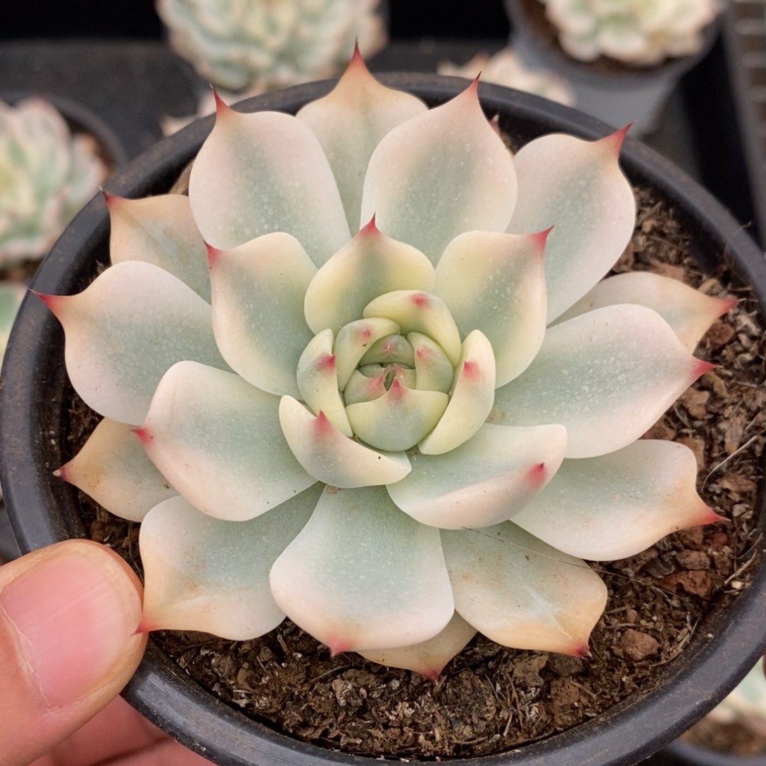 吉娃娃锦多肉植物0609