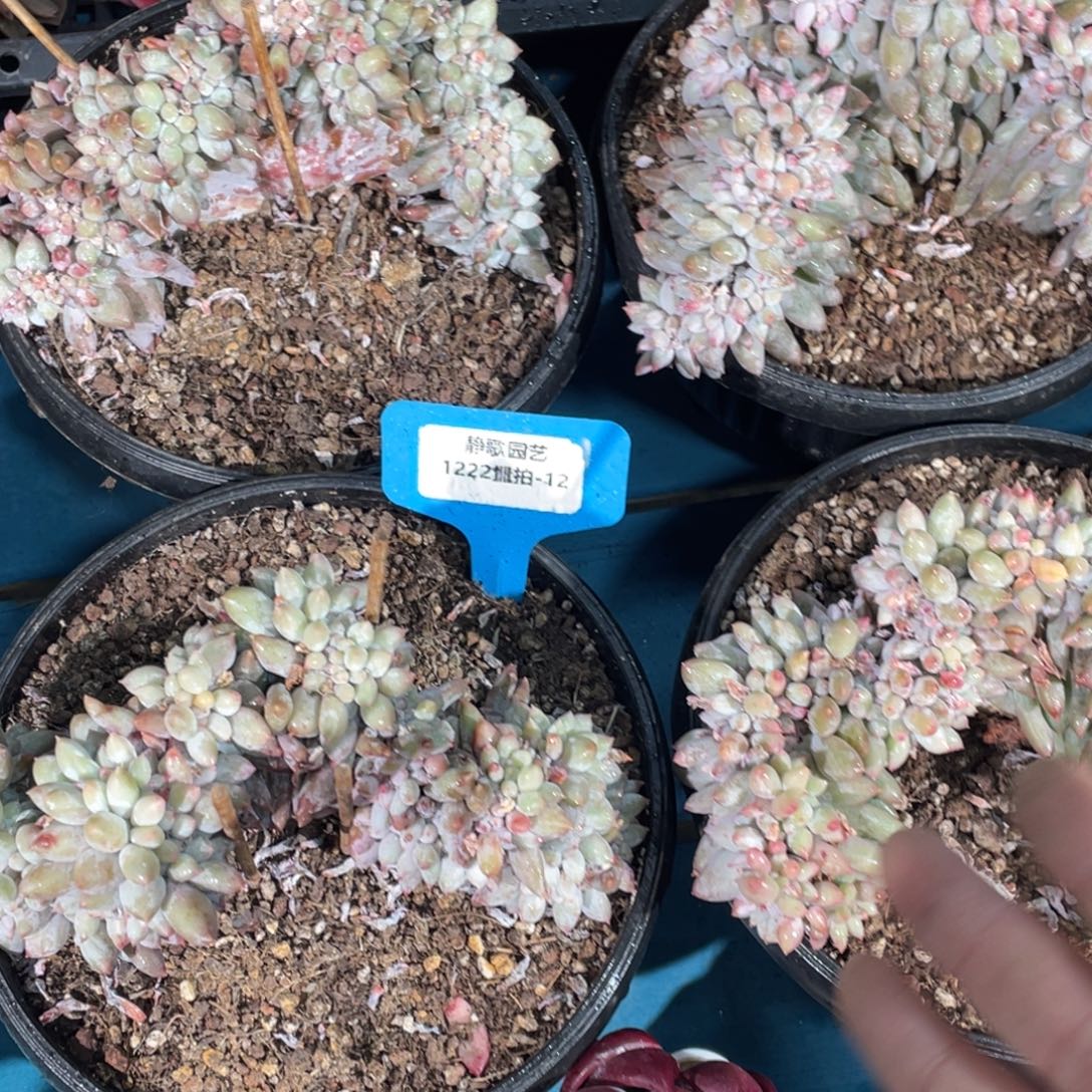 1222-12-所罗门高板缀化一颗