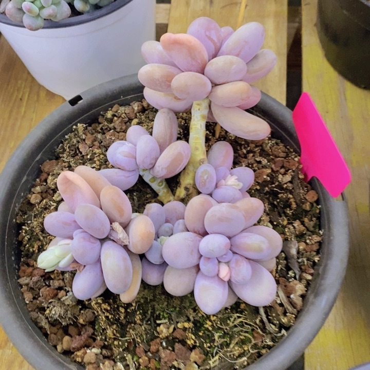 多肉植物，开心多肉