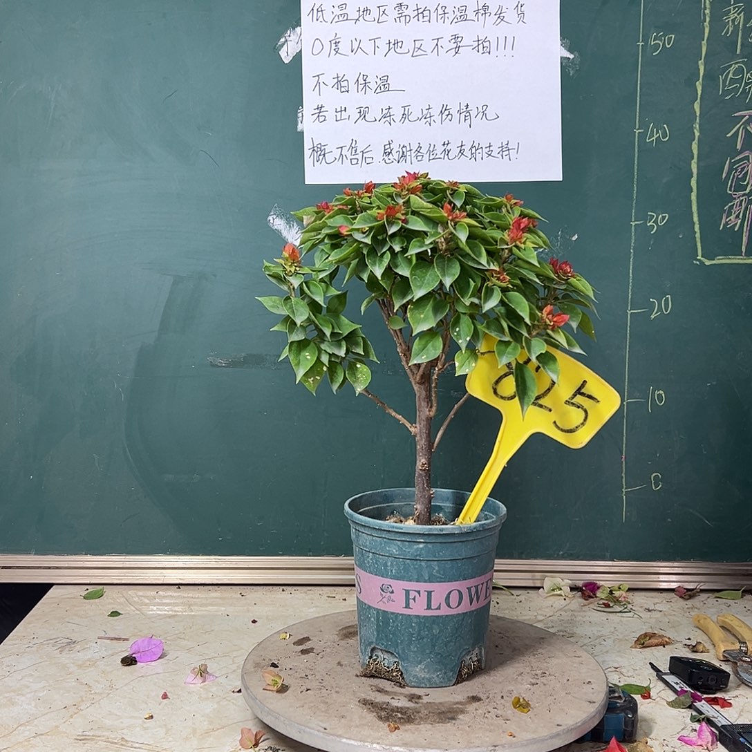 完全开放    塔紫825    