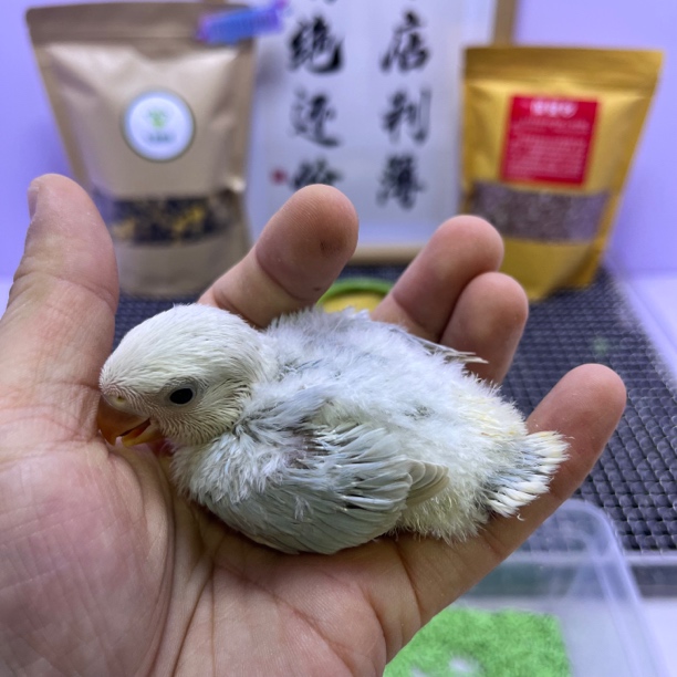 精品蓝熏边闪母K98906-桃面鹦鹉