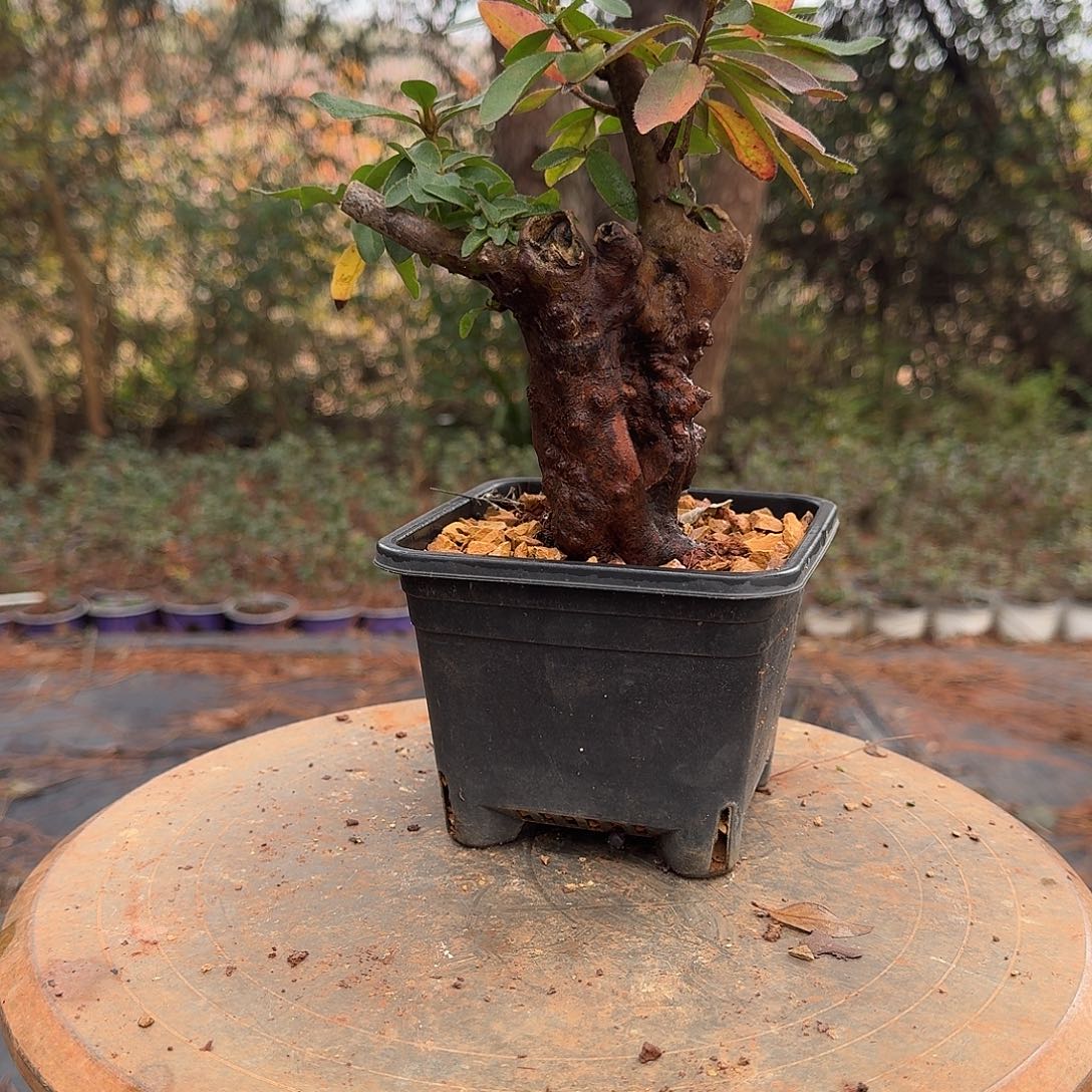 无花朵映山红盆景素材