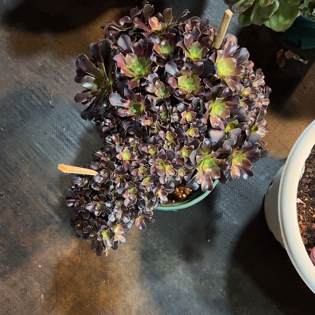 用***9欧子全朵朵老桩厚板