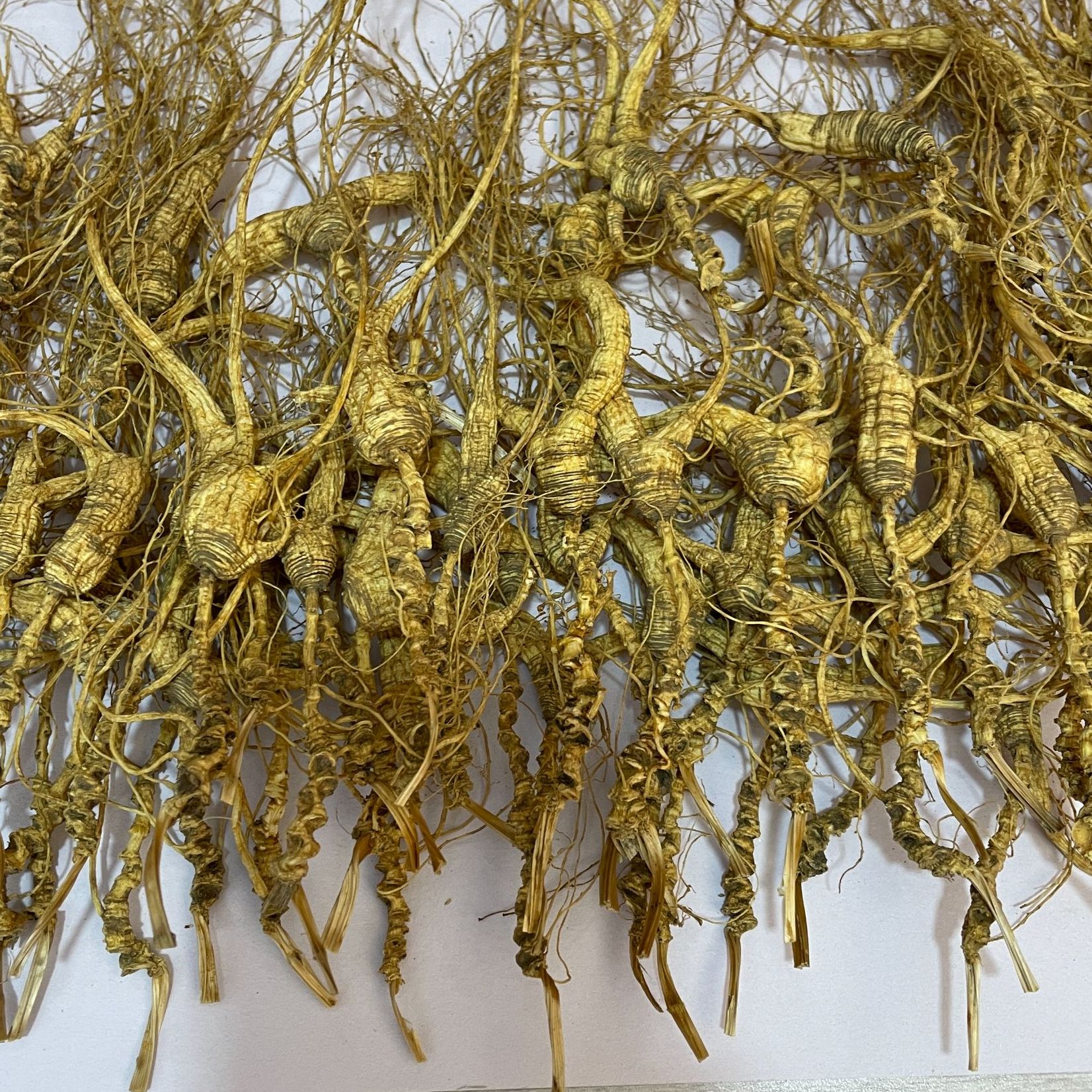 【高龄长白山野山参】100%官方正品正宗野山参煲汤泡水打粉泡酒