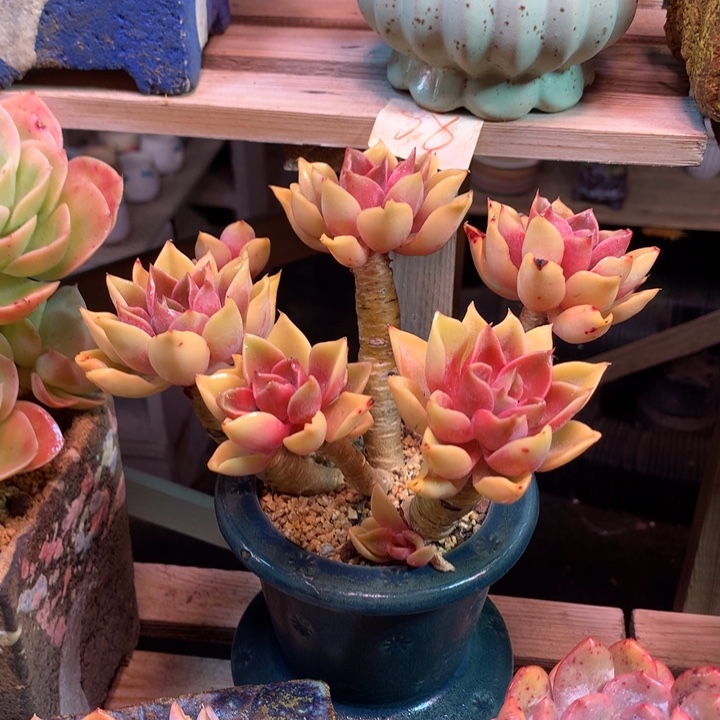 紫气东来多肉z z z