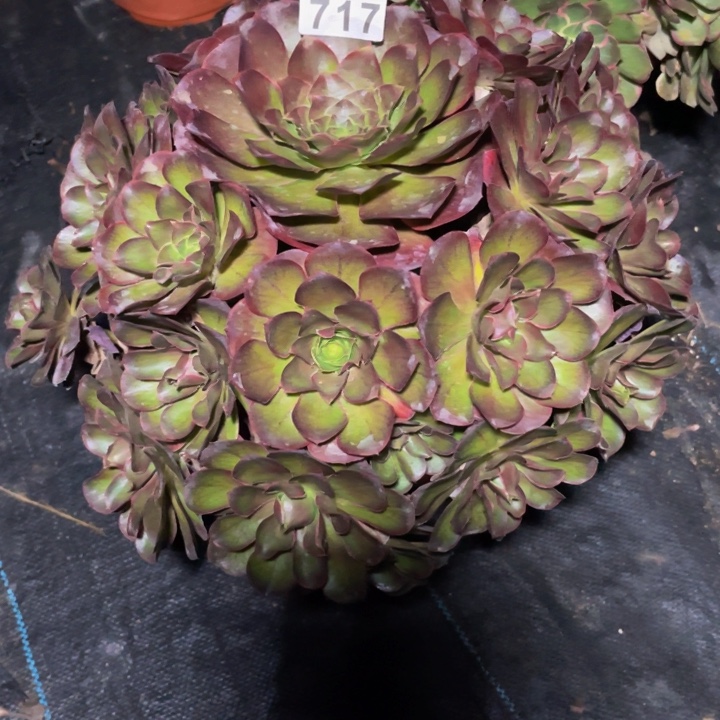 颜*月717老庄多肉法师魅金