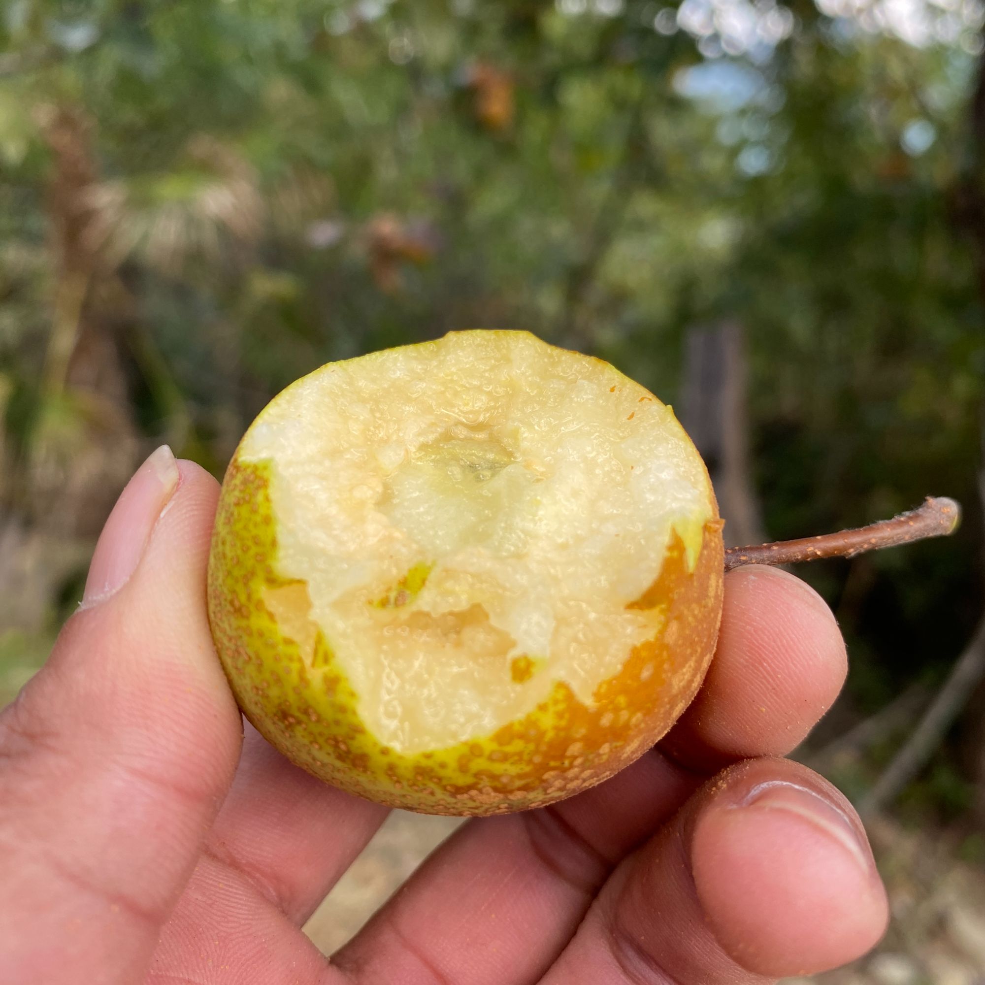 云南野深小梨子糖梨棠梨蜜梨鸟梨小红梨酸梨杜梨沙梨小时候的味道