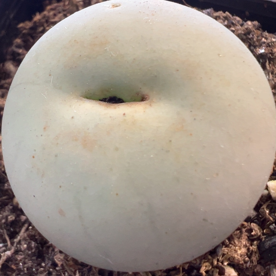 3公分大鸽子蛋 肉锥植物