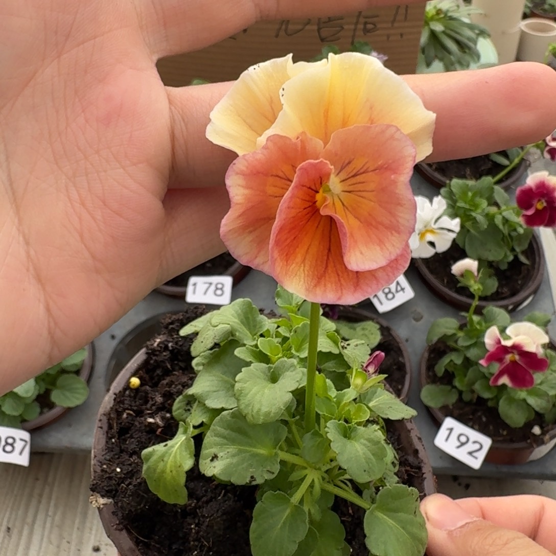 大部分花苞少量开放193