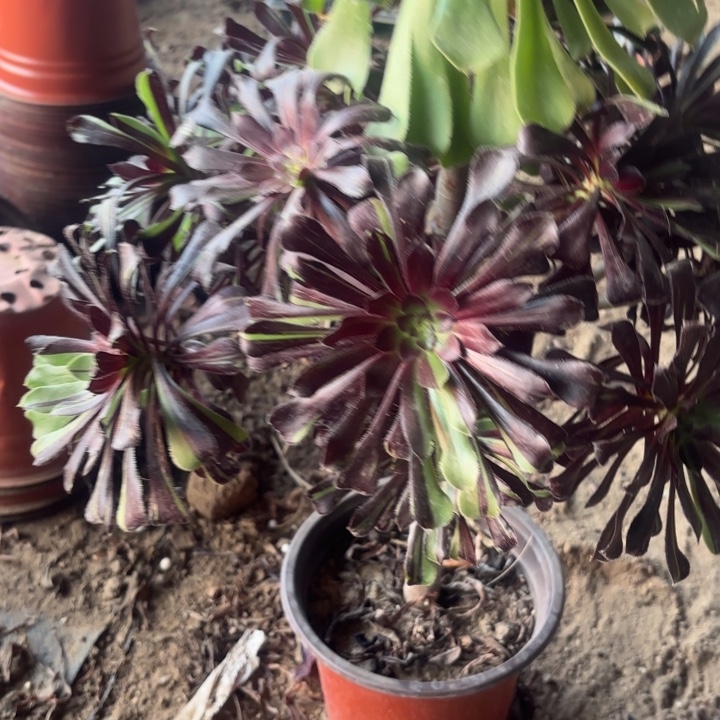 春****水墨丹青多肉法师不包损85