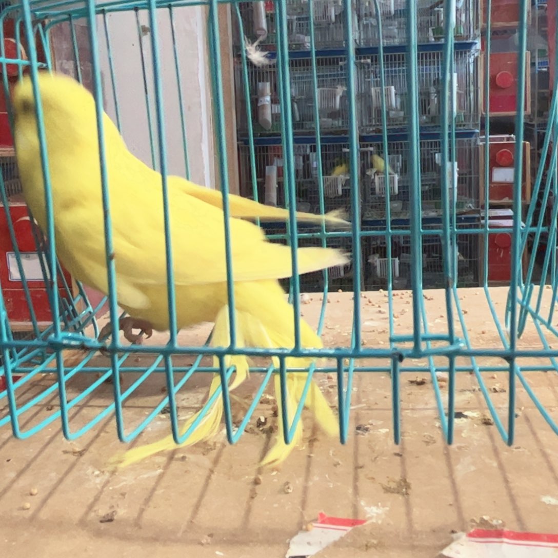 虎皮鹦鹉你们都是这样