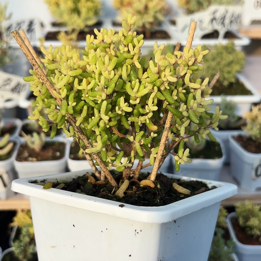 枝干番杏假飞机猪大棵