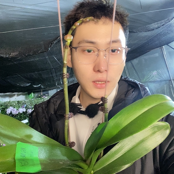 无花朵粉曼蝴蝶兰