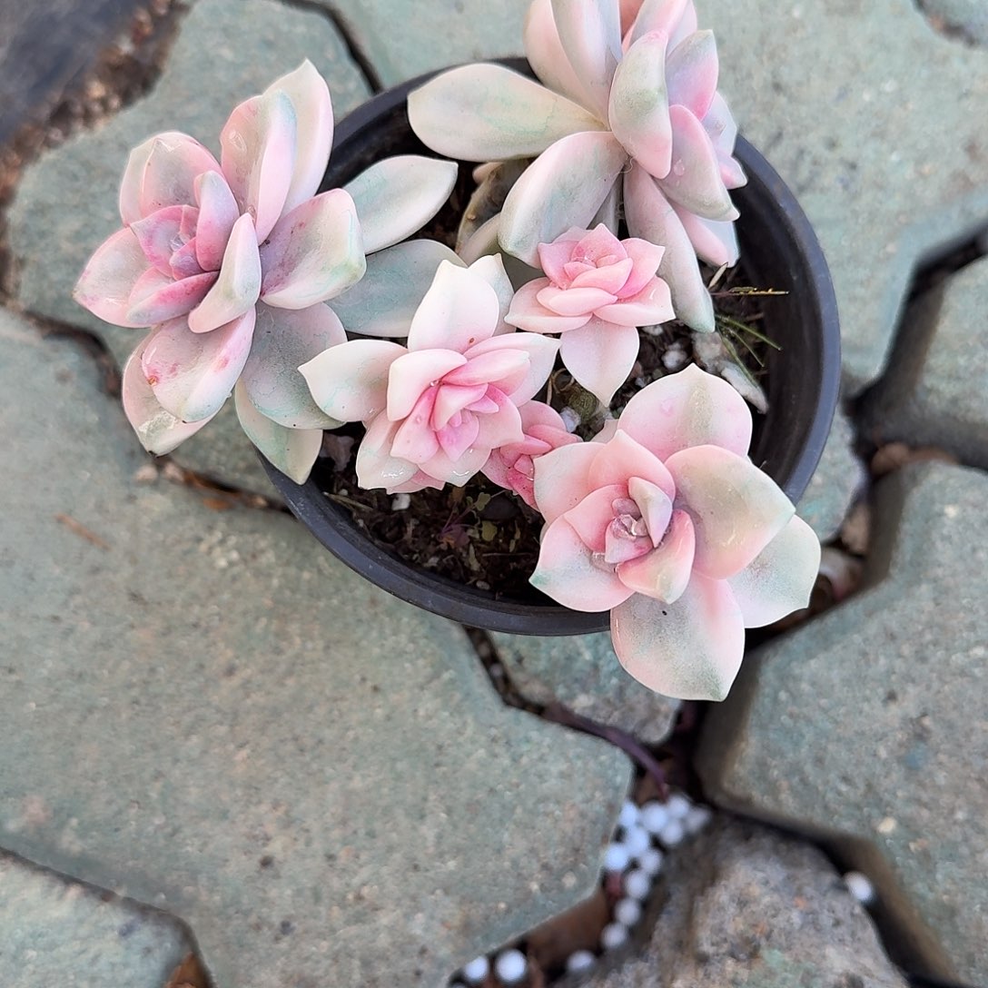 瑶****紫乐锦多肉植物净切