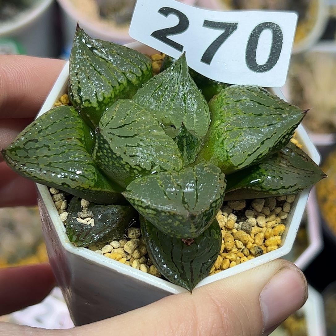 实生裹十二卷多肉植物满