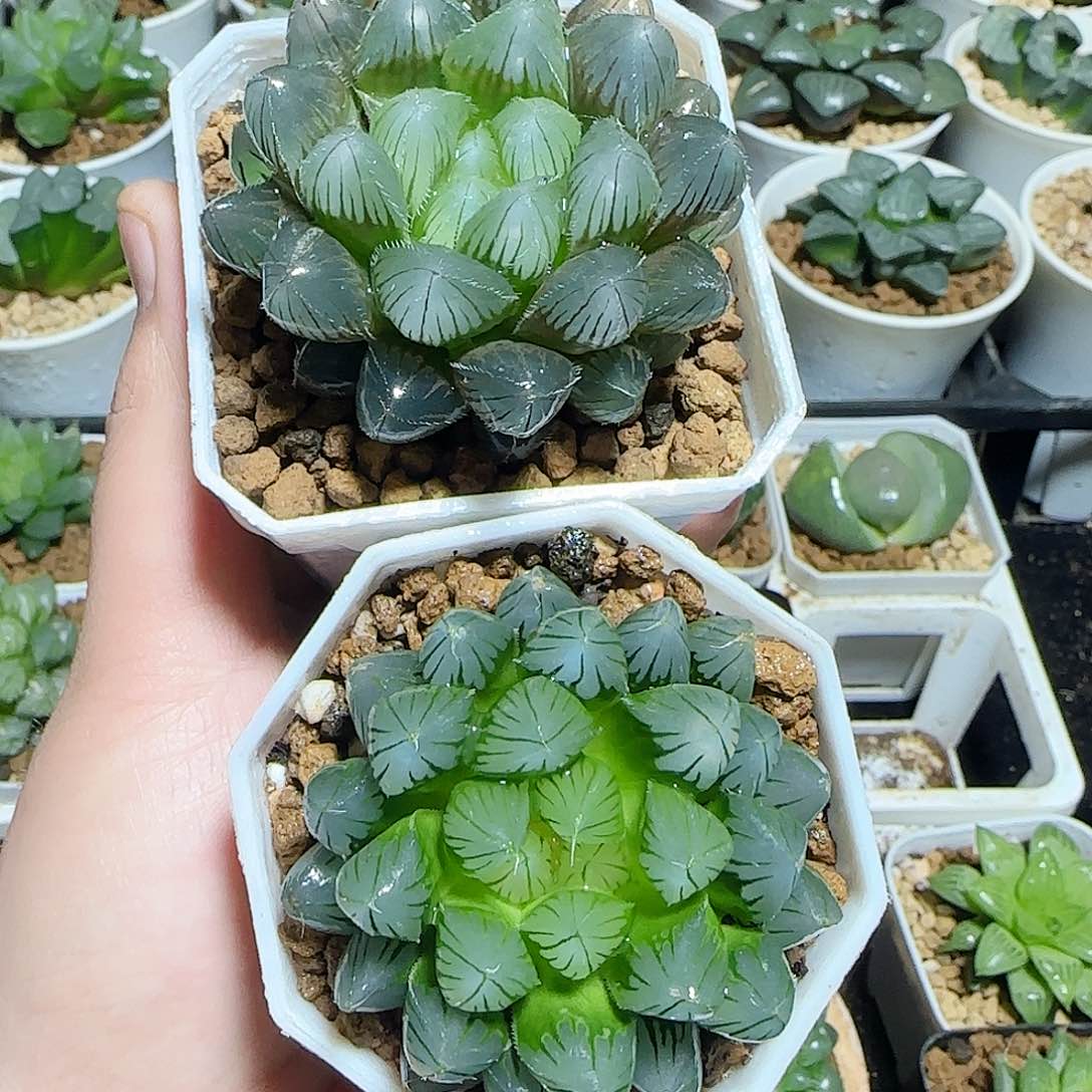 赤线➕黑姬原盆原土