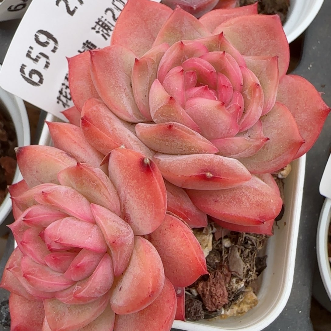 花语逸镜0207-659