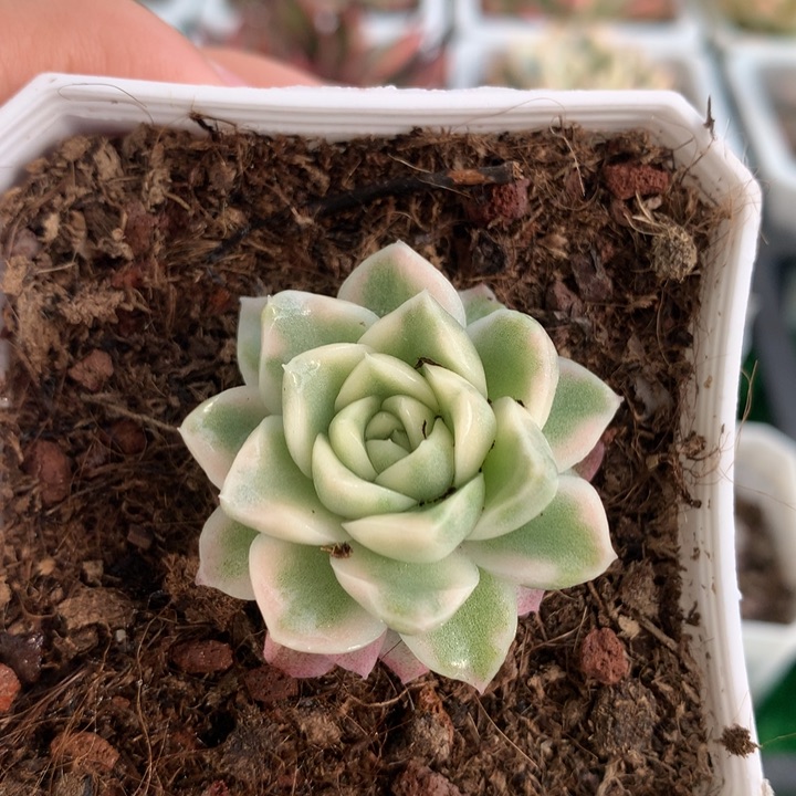 麦秆女王锦，锦哥多肉