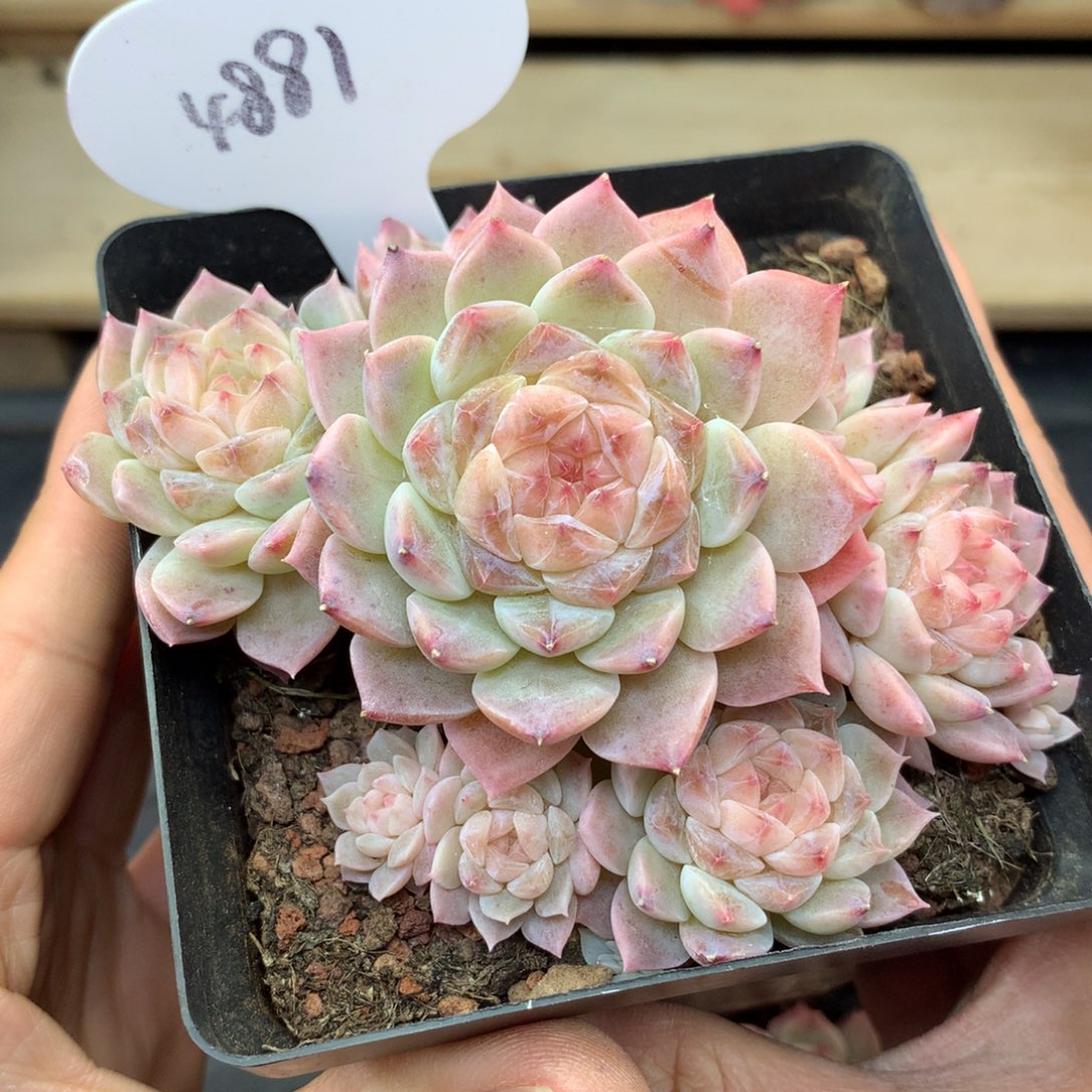 8头粉钻心冰玉无砍群4881