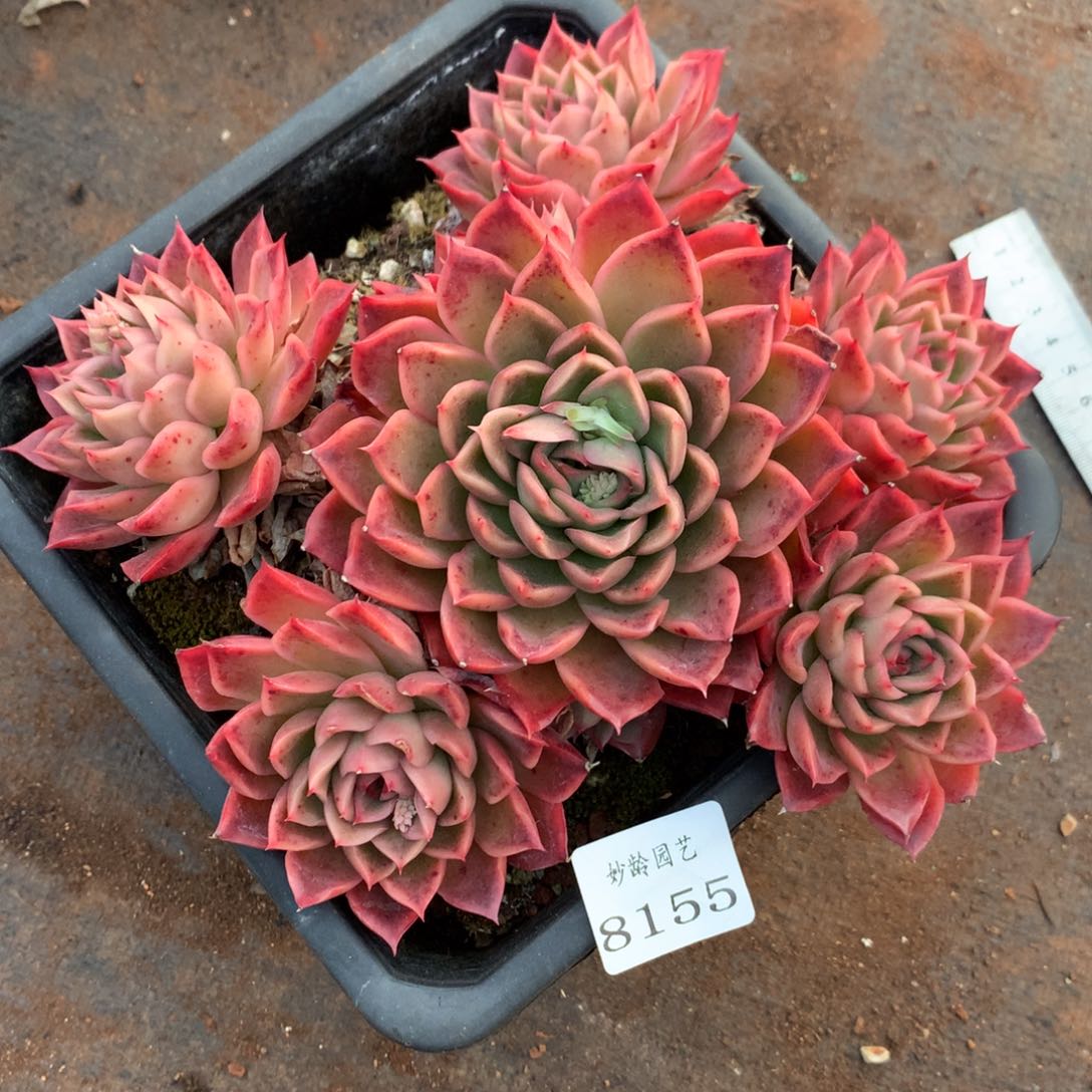 8155杂交多肉植物