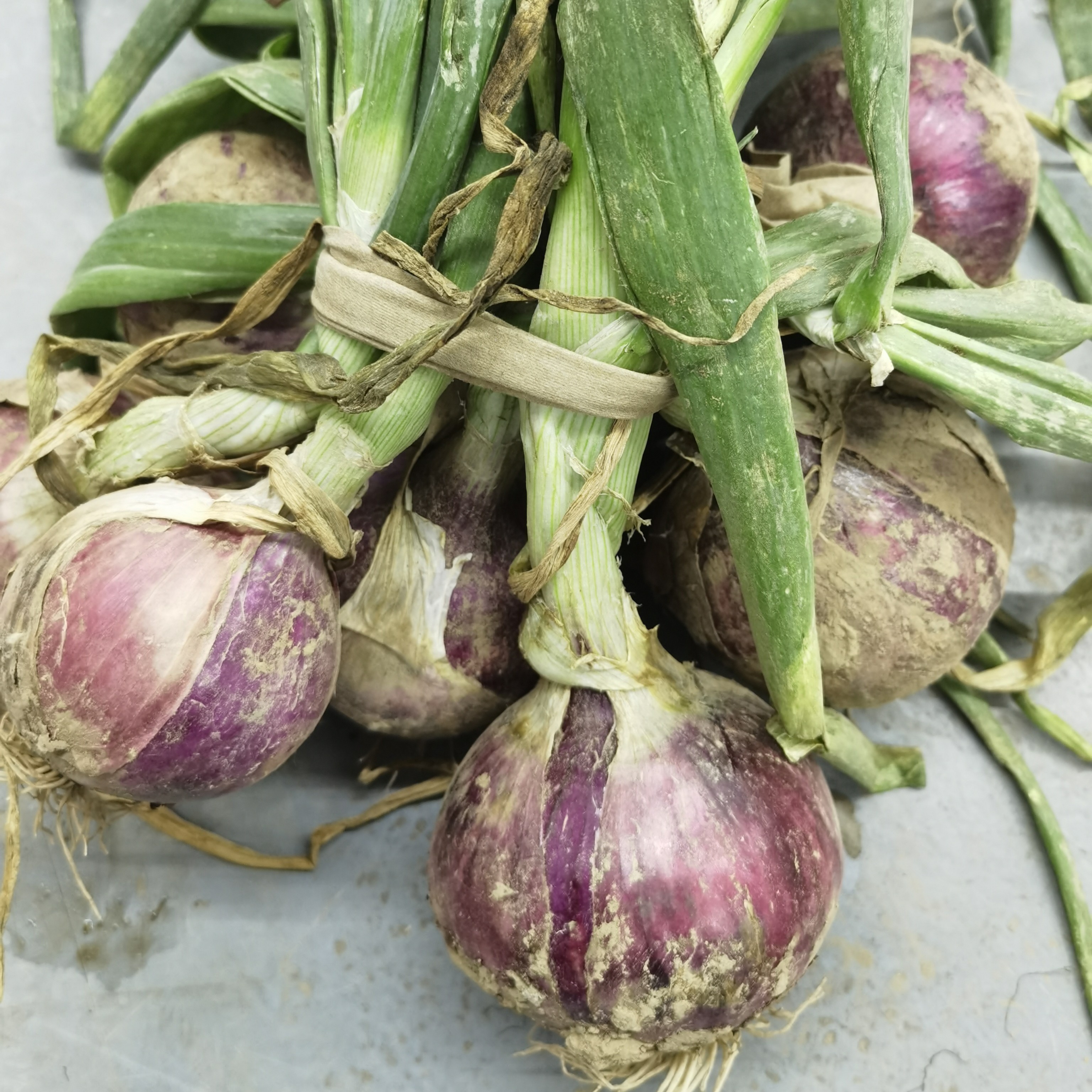 带苗葱头超级新鲜一捆7斤左右5元2捆紫葱头