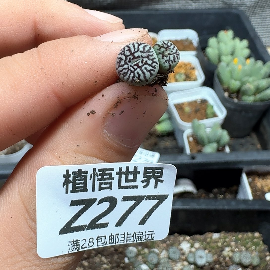 有单的拍，多肉植物