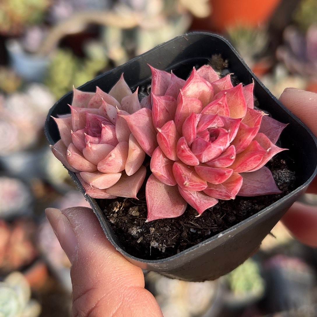 多肉植物多肉植物