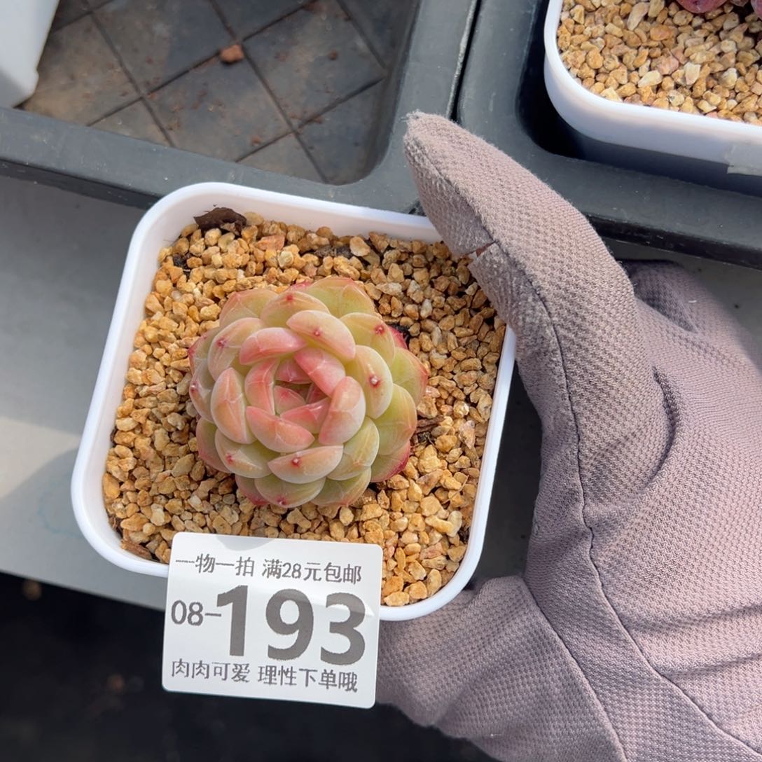 琴心多肉多肉多肉多