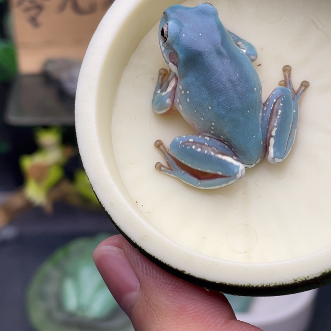 老爷树蛙4号魔鬼蓝