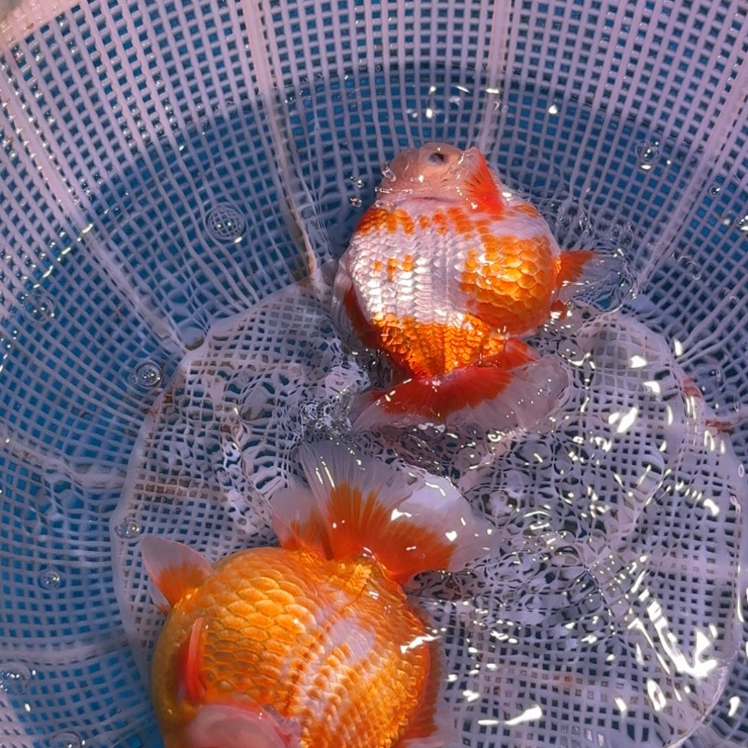 海水亚成短尾将军狮子