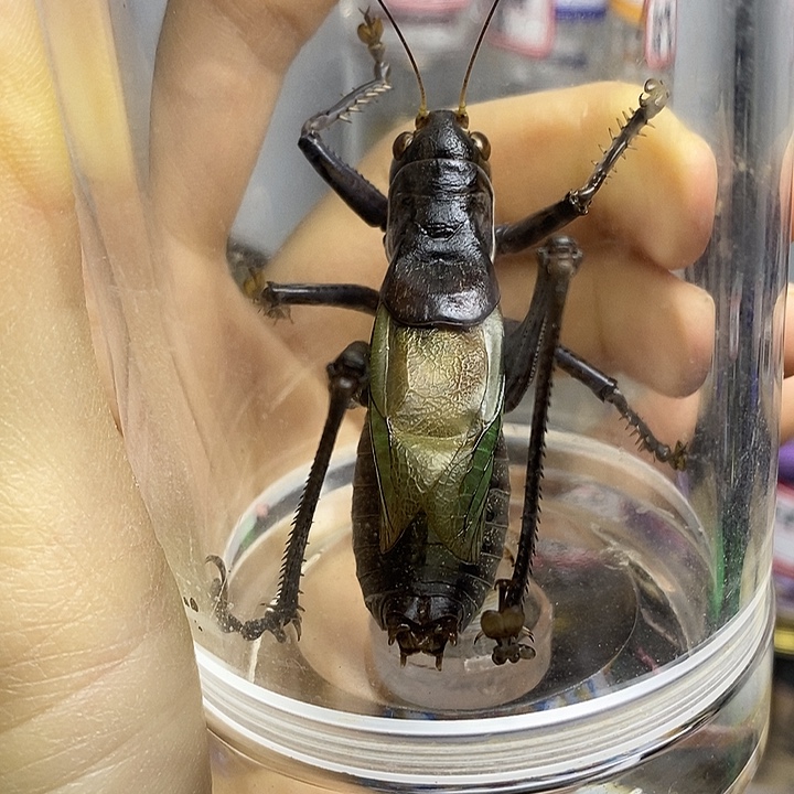 蟋蟀60-155一套精武