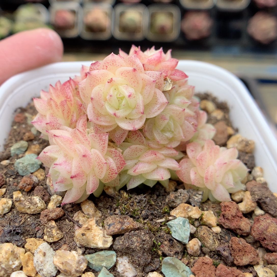 G97 ，定繁优选三角编号麦杆