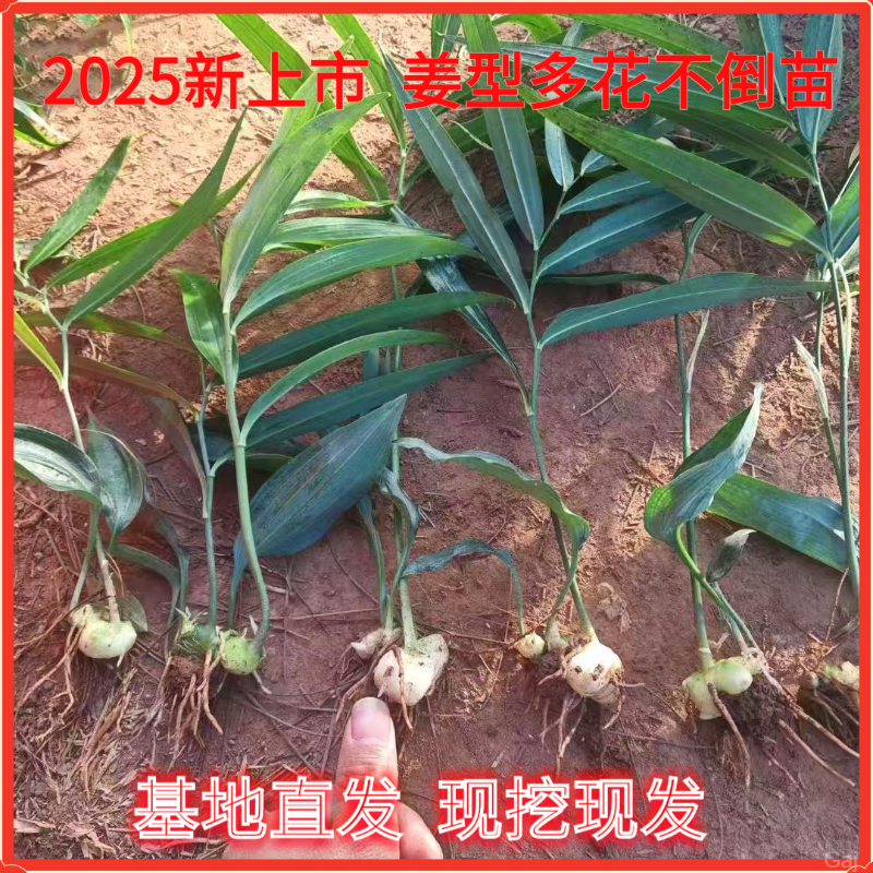 苗植苗苗猫儿苗花苗叶子倒黄精带姜黄种苗精带老虎不姜黄精多种