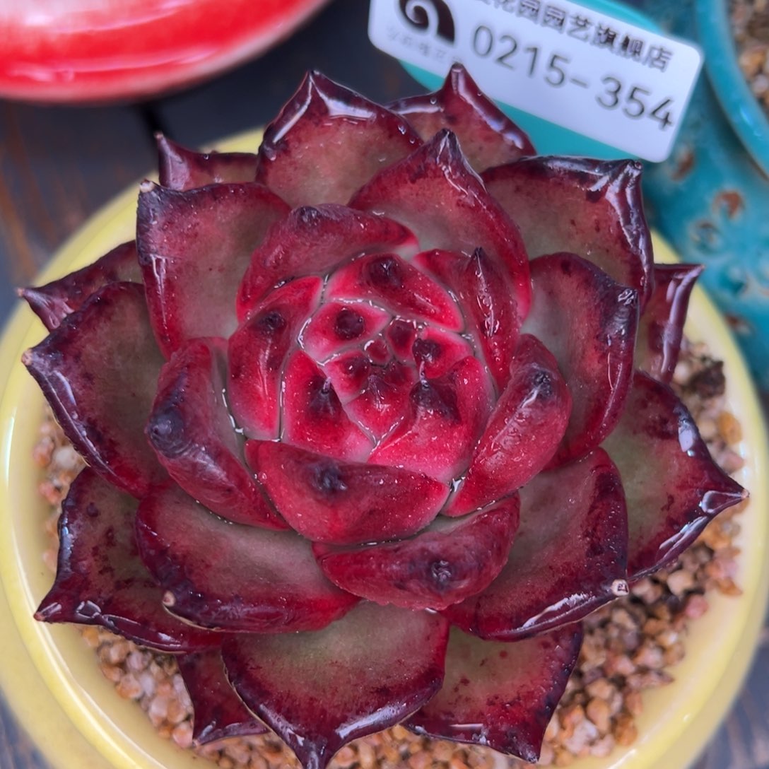 从前慢多肉精选编号0215.354