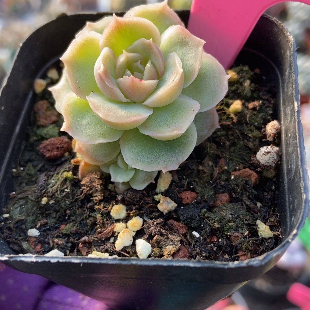 70虾饺多肉植物多肉