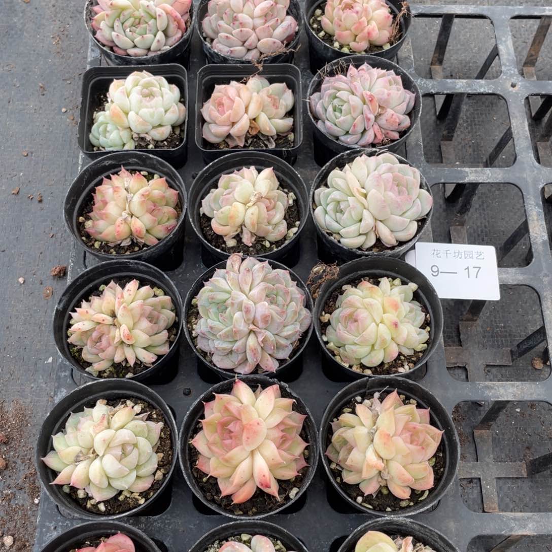 一物一拍18棵9-17