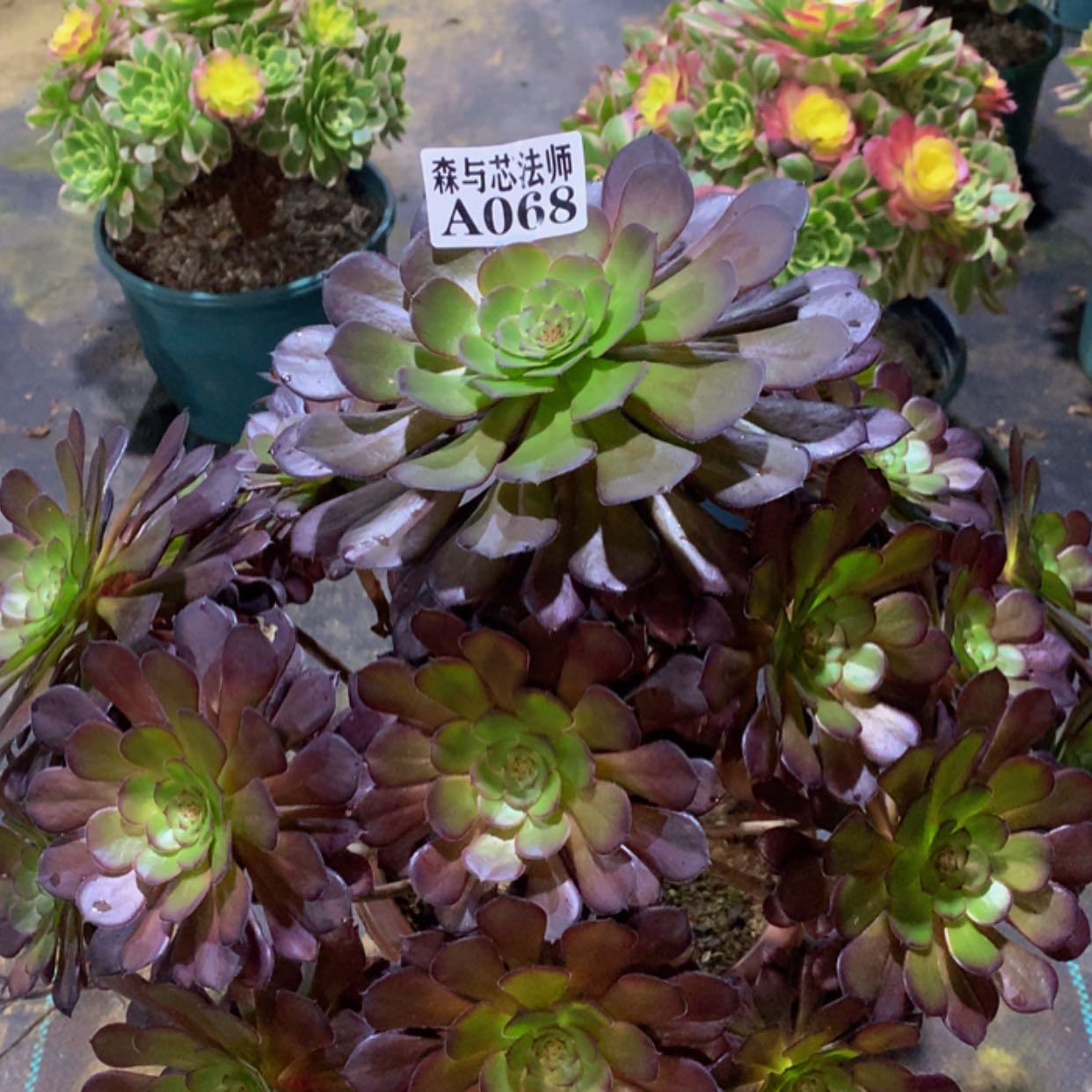 【闪购商品】和**尘68黑铜壶